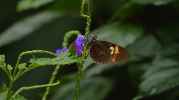 Close Butterfly Sitting Flower — стоковое видео