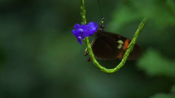 Gros Plan Papillon Assis Sur Une Fleur — Video