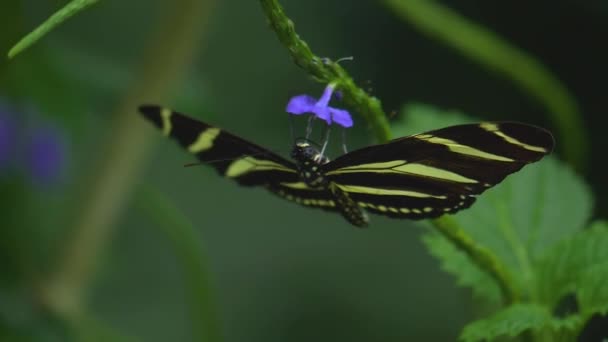 Gros Plan Papillon Assis Sur Une Fleur — Video