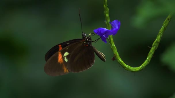 Close Butterfly Sitting Flower — Stock Video