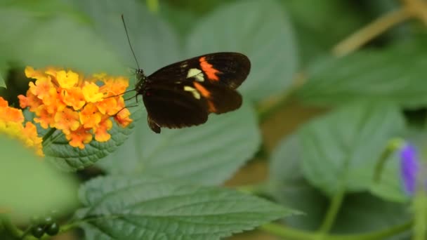 Close Butterfly Sitting Flower — Video Stock
