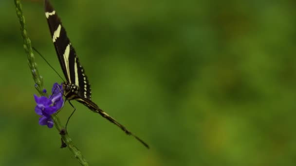 Gros Plan Papillon Assis Sur Une Fleur — Video