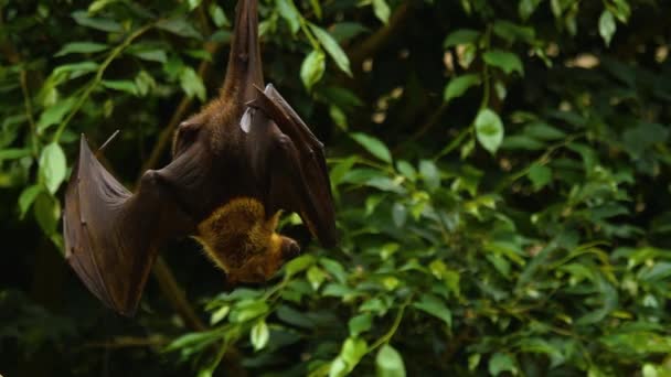 Close Flying Fox Also Fruit Bad Hanging Branch — Video Stock