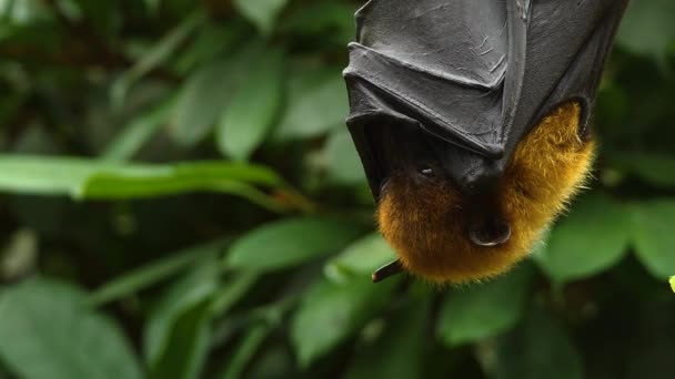 Close up of Flying fox also fruit bad hanging from a branch.