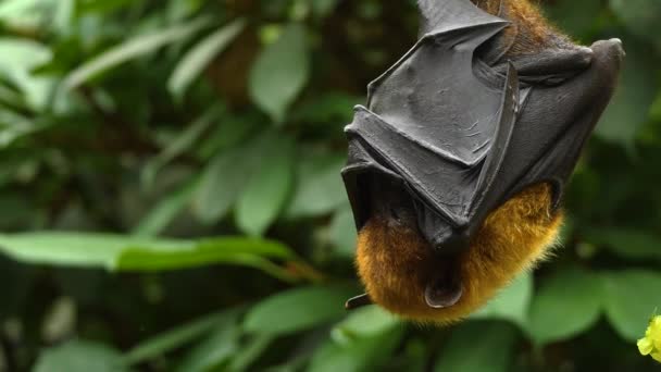 Close Flying Fox Also Fruit Bad Hanging Branch — Stock Video