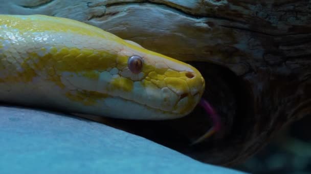 Gros Plan Sur Les Reptiles Qui Regardent Autour — Video