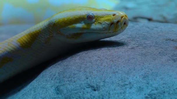 Nahaufnahme Eines Reptils Das Sich Umschaut — Stockvideo