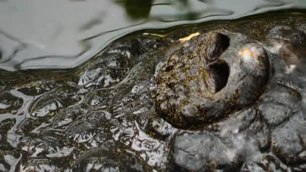 Close Large Crocodile — Stockvideo