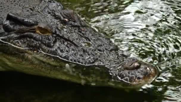 Close Large Crocodile — Stockvideo