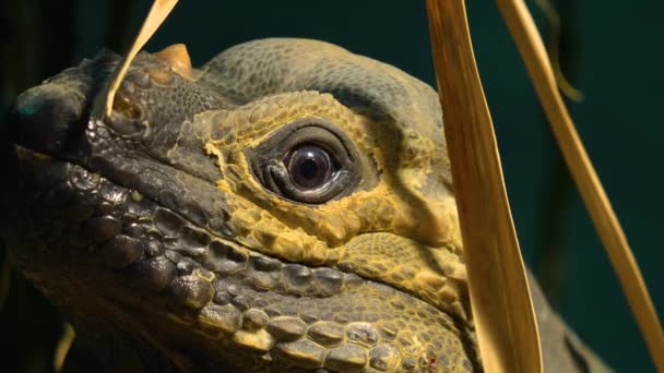 Primer Plano Reptiles Mirando Alrededor — Vídeo de stock
