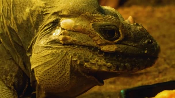 Close Reptile Looking — Video Stock