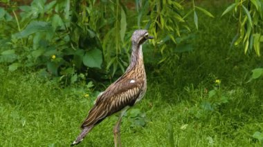Güneşli bir bahar gününde hareket eden kuşlara yakın..