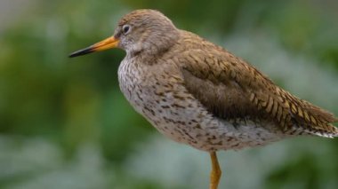 Güneşli bir bahar gününde hareket eden kuşlara yakın..