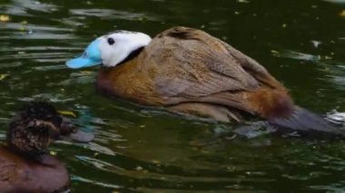 Güneşli bir bahar gününde hareket eden kuşlara yakın..