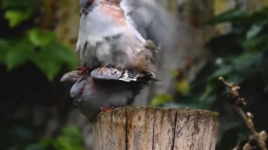 Güneşli bir bahar gününde hareket eden kuşlara yakın..