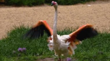 Flamingoyu suyla kaplayıp yıkamak ve tımar etmek.