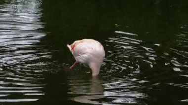Flamingoyu suyla kaplayıp yıkamak ve tımar etmek.