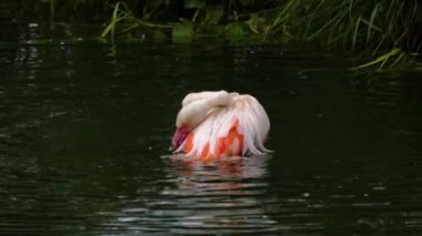 Flamingoyu suyla kaplayıp yıkamak ve tımar etmek.
