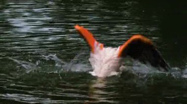 Flamingoyu suyla kaplayıp yıkamak ve tımar etmek.