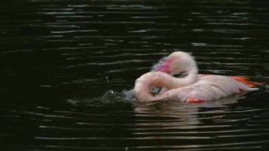 Flamingoyu suyla kaplayıp yıkamak ve tımar etmek.