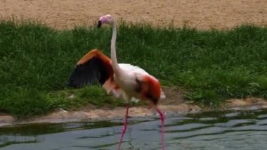Flamingoyu suyla kaplayıp yıkamak ve tımar etmek.