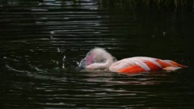 Flamingoyu suyla kaplayıp yıkamak ve tımar etmek.