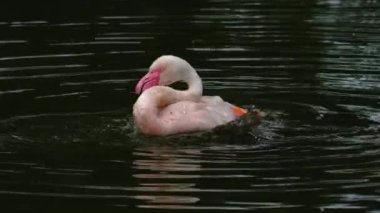 Flamingoyu suyla kaplayıp yıkamak ve tımar etmek.