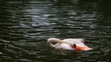 Güneşli bir bahar gününde hareket eden kuşlara yakın..