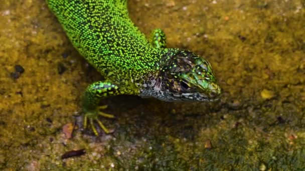 Close Van Reptielen Die Rondkijken — Stockvideo