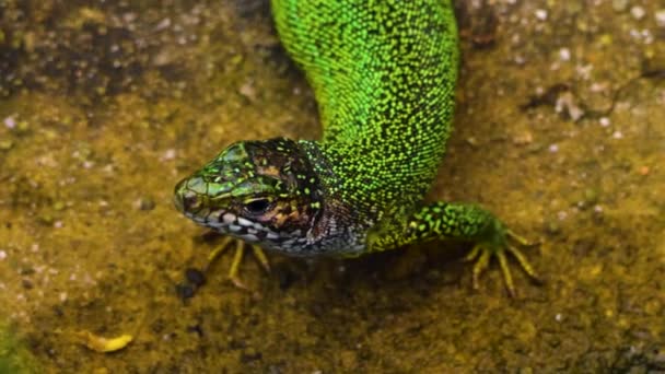 Primer Plano Reptiles Mirando Alrededor — Vídeo de stock