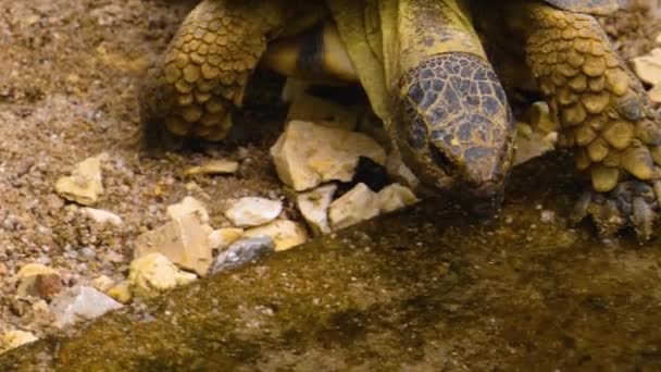 Gros Plan Sur Les Reptiles Qui Regardent Autour — Video