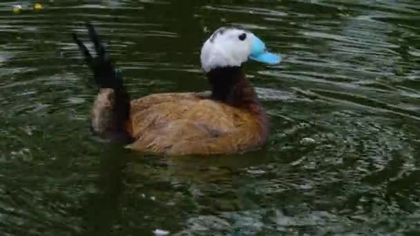 Güneşli Bir Bahar Gününde Hareket Eden Kuşlara Yakın — Stok video