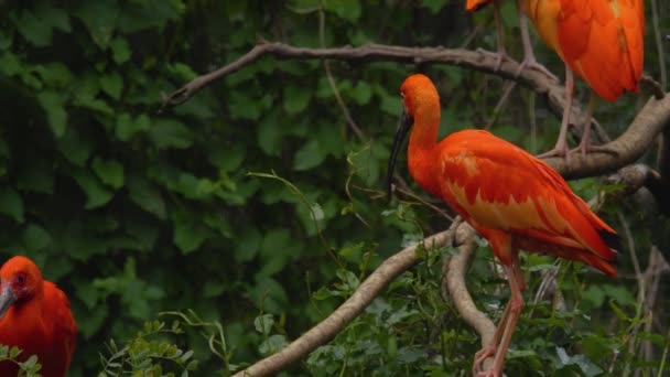 Primo Piano Uccelli Che Muovono Una Soleggiata Giornata Primaverile — Video Stock