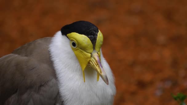 Primo Piano Uccelli Che Muovono Una Soleggiata Giornata Primaverile — Video Stock