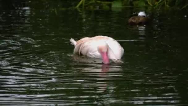 Nahaufnahme Von Flamingos Wasser Waschen Und Selbst Pflegen — Stockvideo