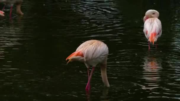 Close Flamingo Lavagem Água Preparando Sozinho — Vídeo de Stock