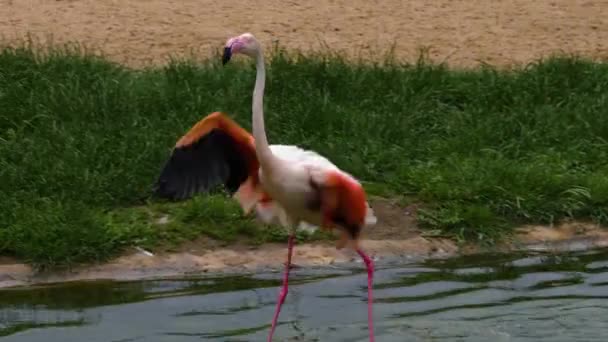 Close Flamingo Water Washing Grooming Self — Stock Video