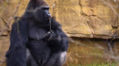 Maymunun oturduğu yere yakın.