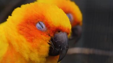 Muhabbet kuşu papağanını kapat.