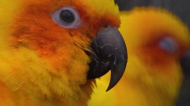 Muhabbet kuşu papağanını kapat.