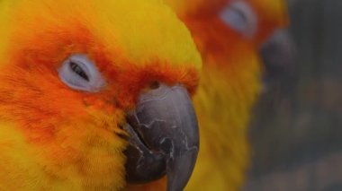 Muhabbet kuşu papağanını kapat.