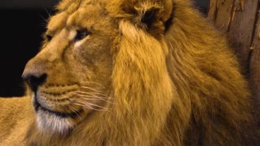 Aslan yakın çekim