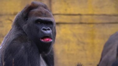 Gorilin etrafını sarın ve araştırın.