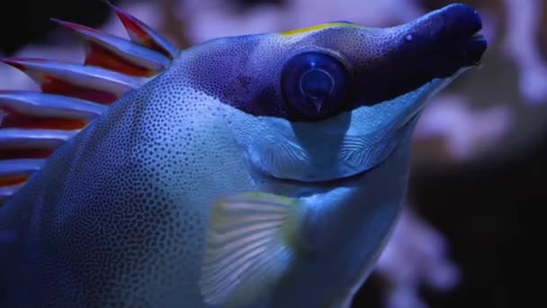 Close Fish Underwater — Stock Video