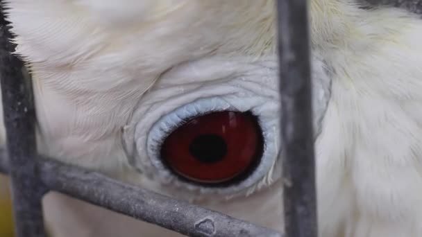 Tutup Dari Burung Melihat Lihat — Stok Video