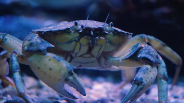 Gros Plan Sur Crabe Homard Déplaçant — Video