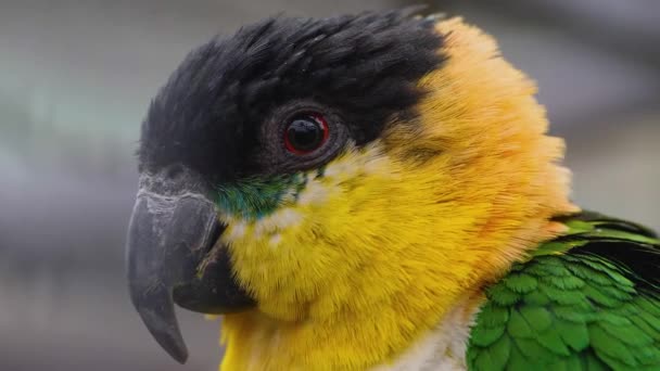 Close Parakeet Parrot — Stockvideo