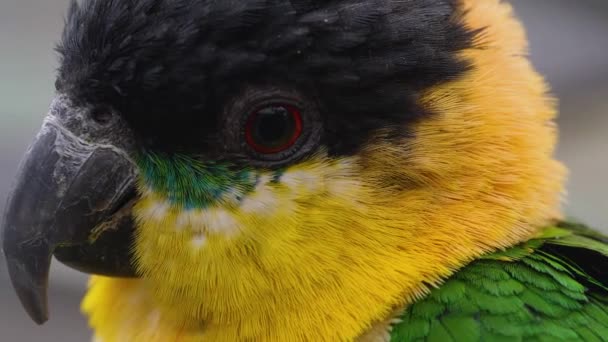 Close Parakeet Parrot — стоковое видео