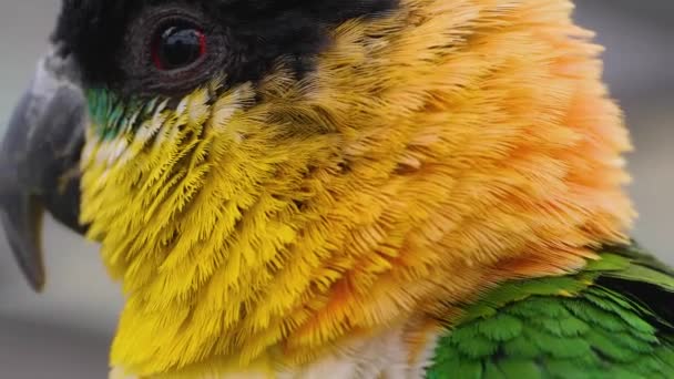 Close Parakeet Parrot — стоковое видео
