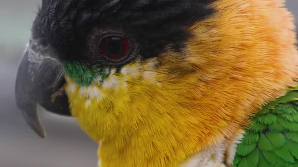 Close Parakeet Parrot — Video Stock